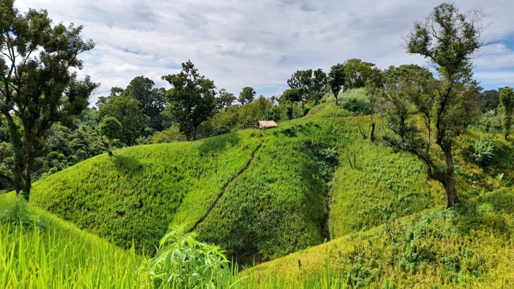 Jhum Cultivation